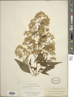 Fleischmanniopsis leucocephala image