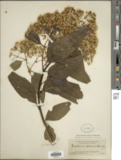 Critonia nubigena image