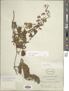Mikania micrantha image