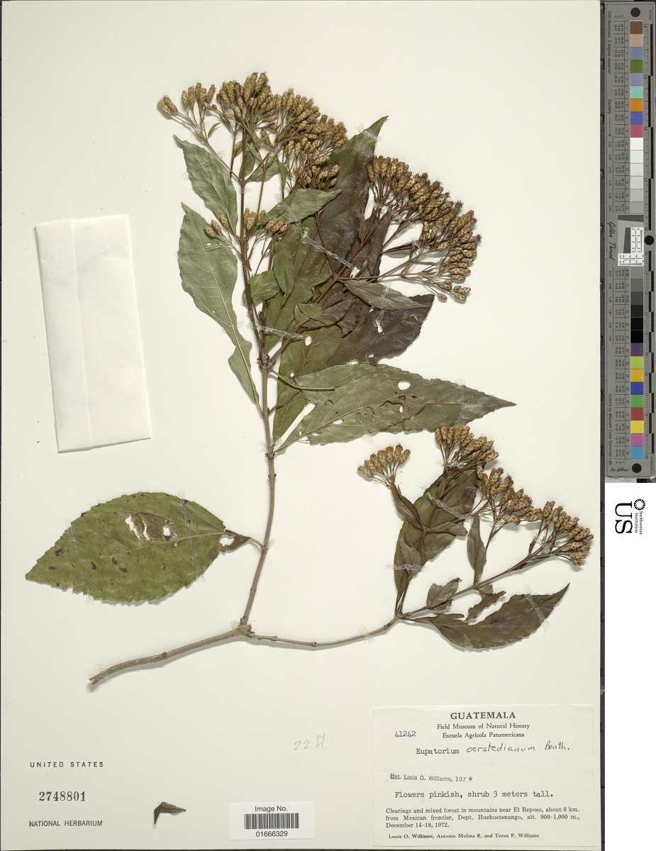 Chromolaena quercetorum image