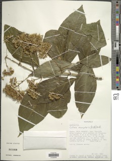 Image of Critonia sexangularis