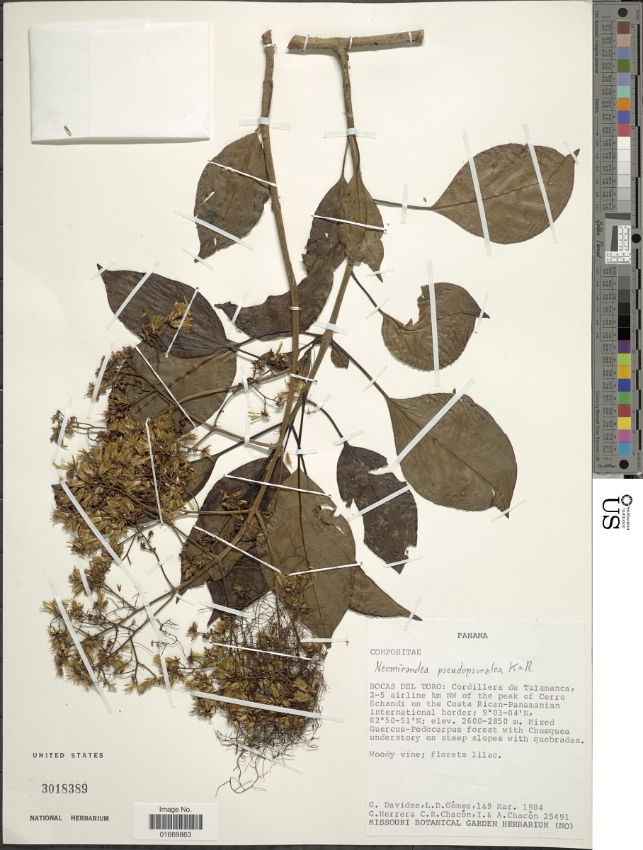 Neomirandea biflora image