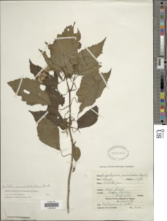 Bartlettina prionophylla image