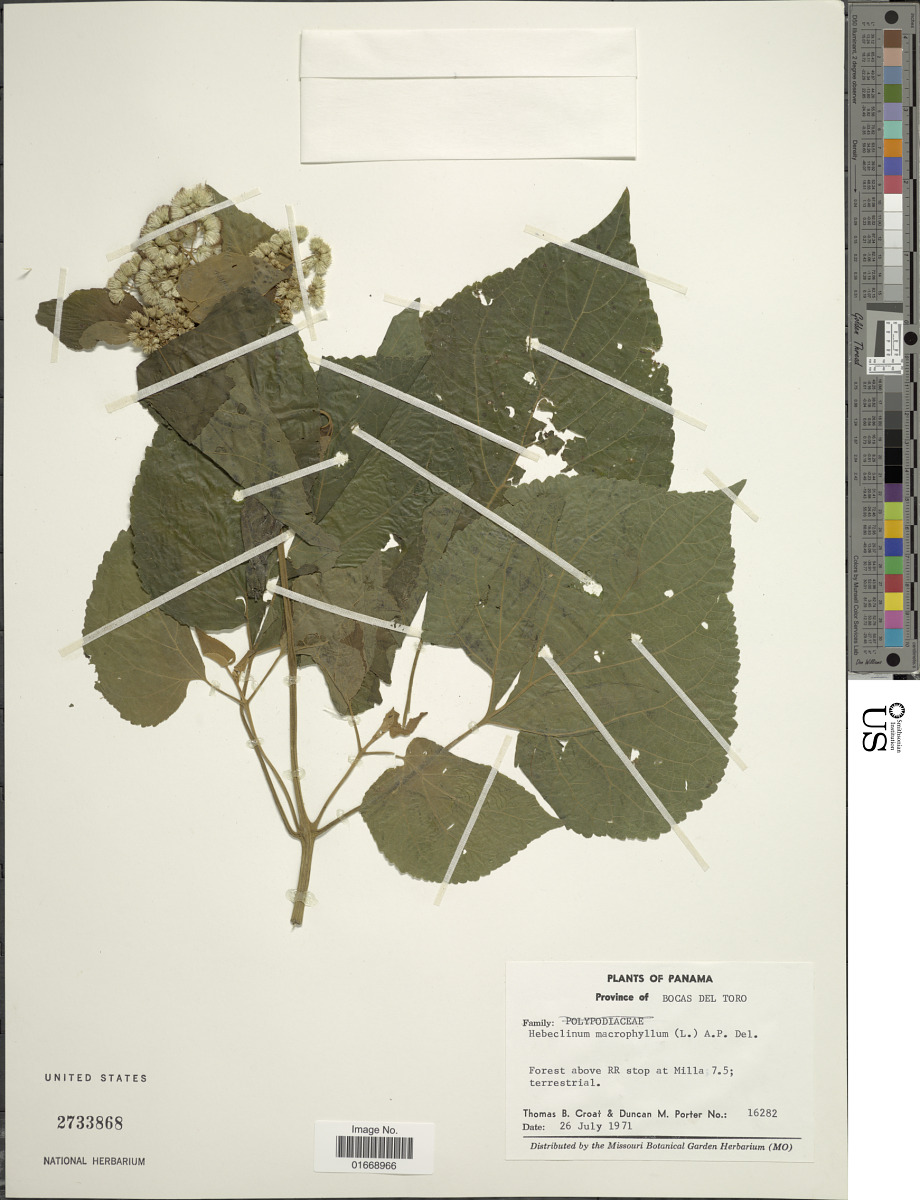 Hebeclinium macrophyllum image