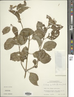 Image of Critonia bartlettii