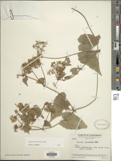 Mikania micrantha image