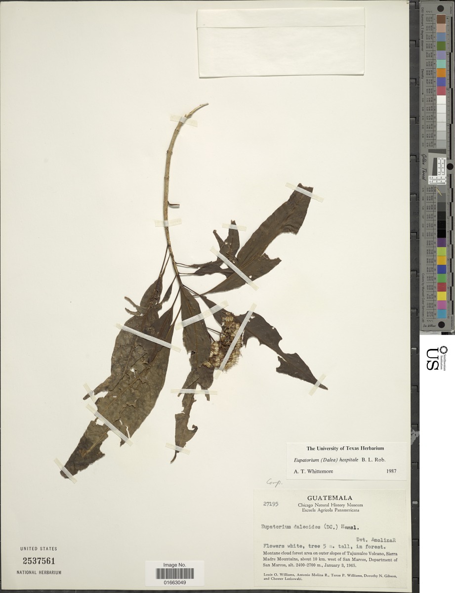 Critonia tuxtlae image