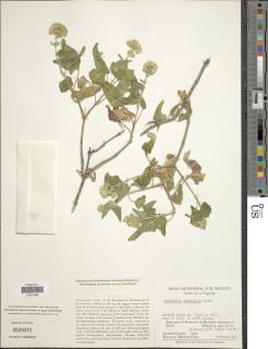 Image of Brickellia megaphylla