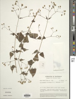 Fleischmannia viscidipes image