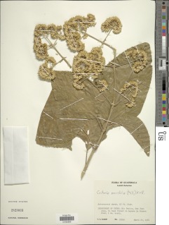 Critonia morifolia image
