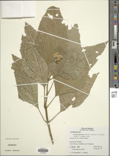 Image of Critonia morifolia