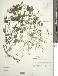Image of Fleischmannia sinclairii