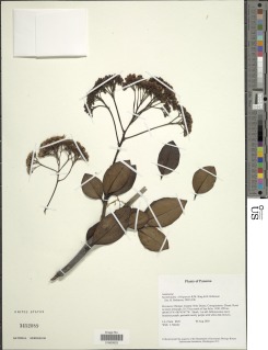 Neomirandea chiriquensis image