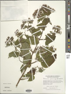 Peteravenia phoenicolepis image