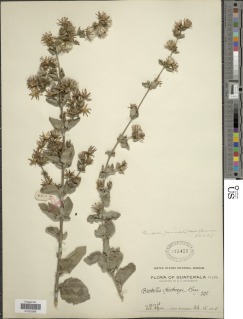 Image of Brickellia paniculata