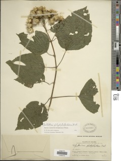 Bartlettina platyphylla image