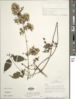 Critonia laurifolia image