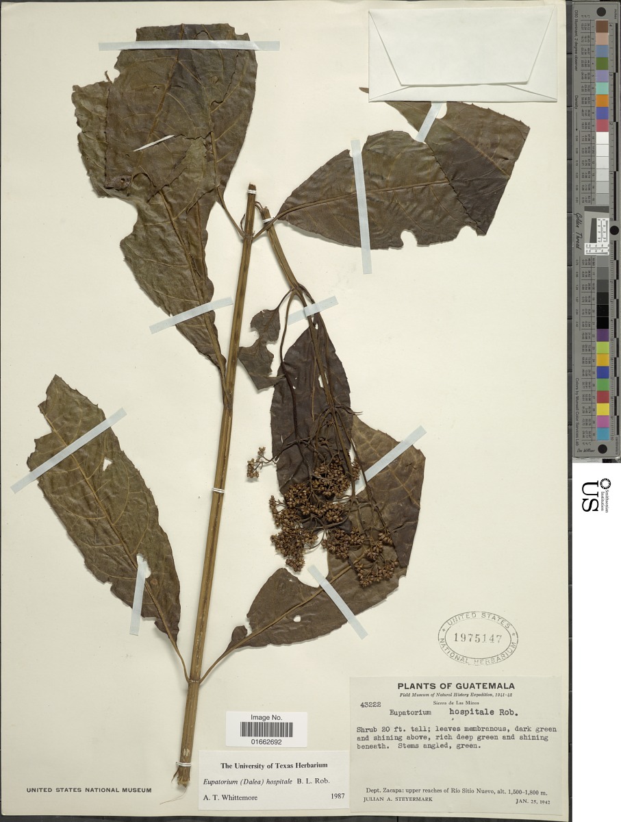 Critonia breedlovei image