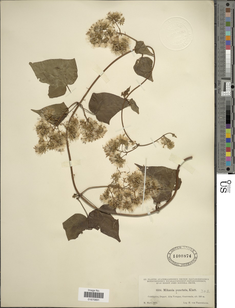 Mikania vitifolia image