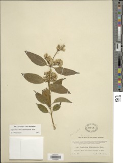 Critonia billbergiana image