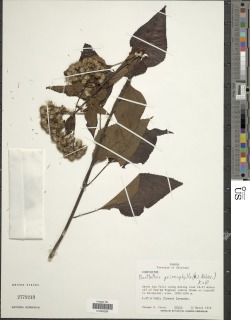 Image of Bartlettina prionophylla