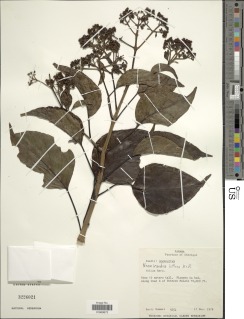Neomirandea biflora image