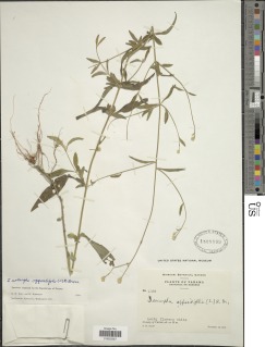 Isocarpha oppositifolia image