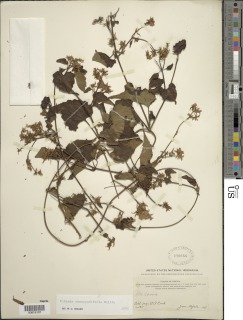 Mikania chenopodifolia image
