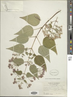 Peteravenia phoenicolepis image
