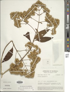 Critonia daleoides image