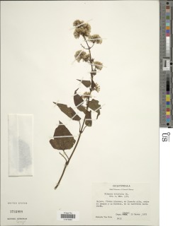 Mikania vitifolia image