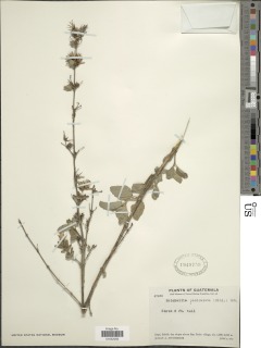 Brickellia paniculata image