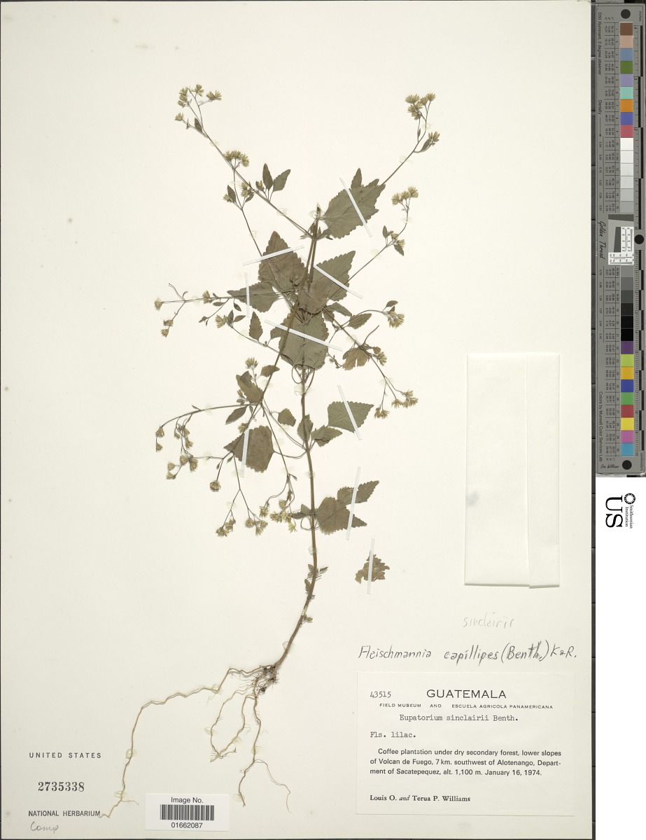 Fleischmannia sinclairii image