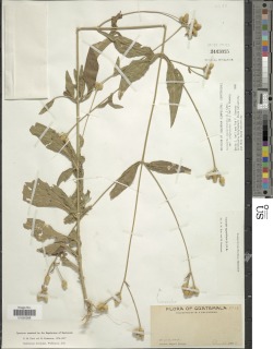 Isocarpha oppositifolia image