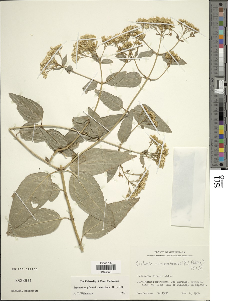 Critonia campechensis image