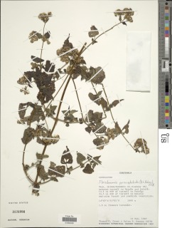 Fleischmannia pycnocephaloides image