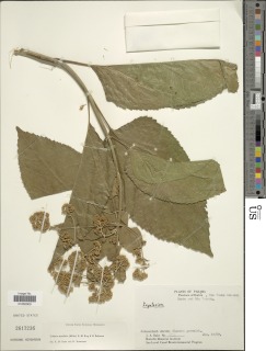 Critonia morifolia image