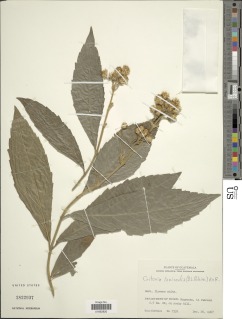 Image of Critonia lanicaulis