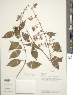 Critonia wilburii image