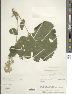 Hebeclinium macrophyllum image