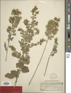 Image of Brickellia glandulosa