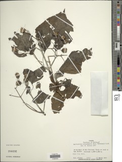 Bartlettina platyphylla image