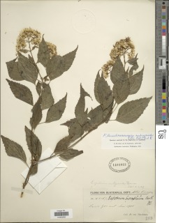 Fleischmanniopsis nubigenoides image