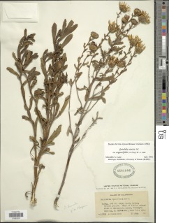 Grindelia stricta var. angustifolia image