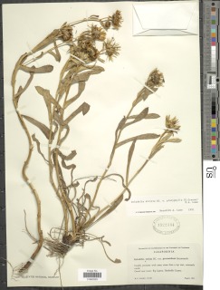 Grindelia stricta var. platyphylla image