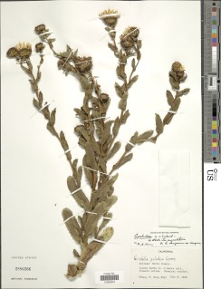 Grindelia × paludosa image