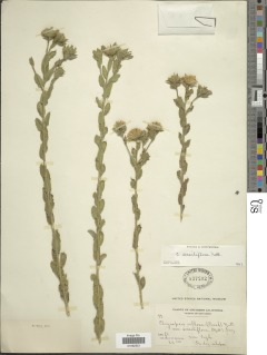 Heterotheca sessiliflora image