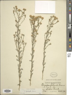 Heterotheca sessiliflora subsp. fastigiata image