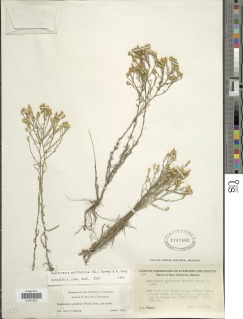 Gutierrezia californica image