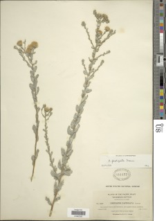 Heterotheca sessiliflora subsp. fastigiata image